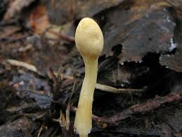 Attēlu rezultāti vaicājumam “Podostroma leucopus”