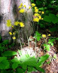 Attēlu rezultāti vaicājumam “Hieracium murorum flower”