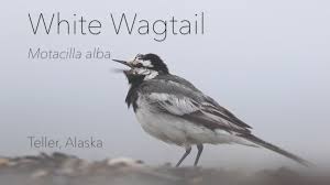 Attēlu rezultāti vaicājumam “Motacilla alba adult”