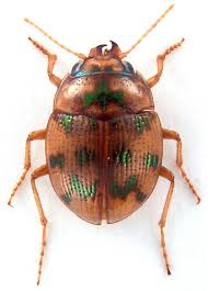 Attēlu rezultāti vaicājumam “Omophron limbatum”