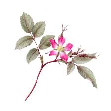 Attēlu rezultāti vaicājumam “Rosa glauca flower”