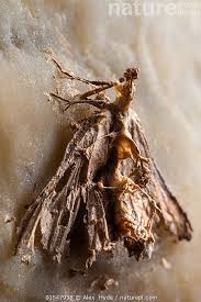 Attēlu rezultāti vaicājumam “Triphosa dubitata”