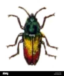 Attēlu rezultāti vaicājumam “Chionaspis salicis imago”