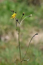 Attēlu rezultāti vaicājumam “Crepis paludosa leaf”