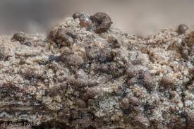 Attēlu rezultāti vaicājumam “Licea testudinacea”