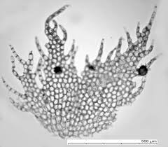 Attēlu rezultāti vaicājumam “Ptilidium pulcherrimum sporophyte”