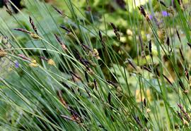 Attēlu rezultāti vaicājumam “Carex cespitosa flower”