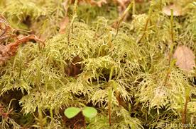 Attēlu rezultāti vaicājumam “Hylocomium splendens sporophyte”