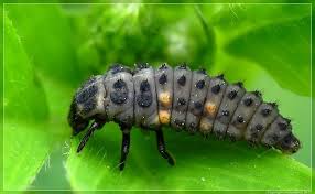 Attēlu rezultāti vaicājumam “Leiodidae larva”