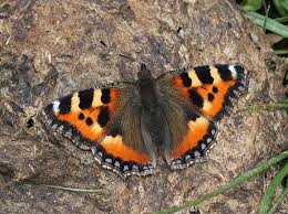Image result for Small Tortoiseshell