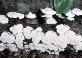 Attēlu rezultāti vaicājumam “Irpex lacteus”