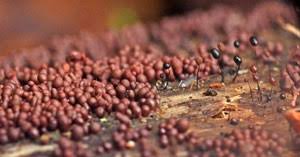 Attēlu rezultāti vaicājumam “Craterium aureonucleatum young”