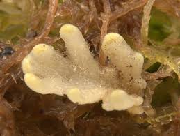 Attēlu rezultāti vaicājumam “Nowellia curvifolia sporophyte”