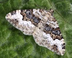 Attēlu rezultāti vaicājumam “Epirranthis diversata”