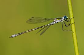 Attēlu rezultāti vaicājumam “Lestes sponsa”