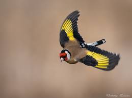 Attēlu rezultāti vaicājumam “Carduelis carduelis”