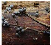 Attēlu rezultāti vaicājumam “Badhamia capsulifera stalked”