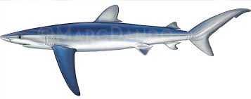 Image result for Nasolamia velox