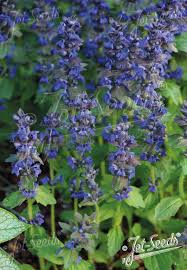 Attēlu rezultāti vaicājumam “Ajuga genevensis”