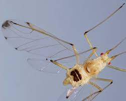 Attēlu rezultāti vaicājumam “Drepanosiphum platanoidis exuvia”