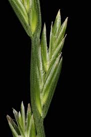 Attēlu rezultāti vaicājumam “Lolium perenne”