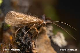 Attēlu rezultāti vaicājumam “Chaetopteryx villosa”