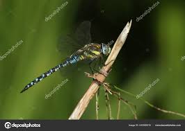 Attēlu rezultāti vaicājumam “Aeshna mixta”