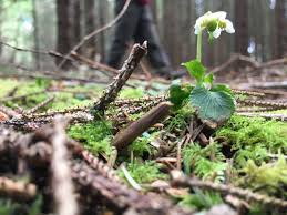 Attēlu rezultāti vaicājumam “Moneses uniflora”