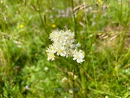 Image result for Filipendula vulgaris