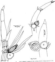Attēlu rezultāti vaicājumam “Chara globularis”