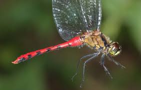 Attēlu rezultāti vaicājumam “Sympetrum”