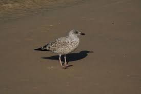 Attēlu rezultāti vaicājumam “Larus argentatus”