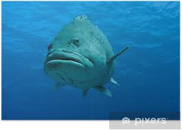 Image result for Epinephelus tukula