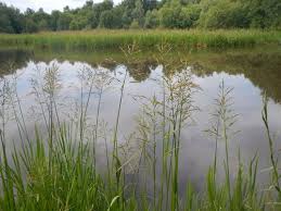 Attēlu rezultāti vaicājumam “Glyceria fluitans”