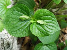Attēlu rezultāti vaicājumam “Viola mirabilis leaf”