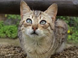 Attēlu rezultāti vaicājumam “Felis silvestris catus adult”