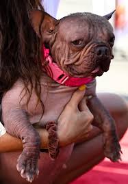 Image result for ugliest dog