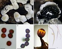 Attēlu rezultāti vaicājumam “Trichia ambigua”