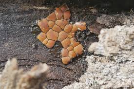 Attēlu rezultāti vaicājumam “Trichiaceae, Hemitrichiaceae, Arcyriaceae”