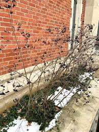 Attēlu rezultāti vaicājumam “Aronia melanocarpa bud”