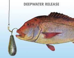 Image result for Petrus rupestris