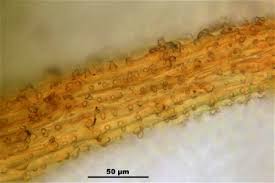 Attēlu rezultāti vaicājumam “Syntrichia latifolia”