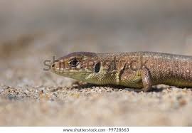 Attēlu rezultāti vaicājumam “Lacerta vivipara juvenile”