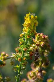 Attēlu rezultāti vaicājumam “Agrimonia pilosa flower”