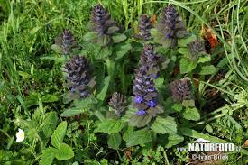 Attēlu rezultāti vaicājumam “Ajuga genevensis”
