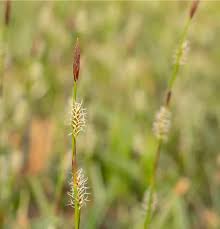 Attēlu rezultāti vaicājumam “Carex montana”
