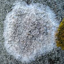 Attēlu rezultāti vaicājumam “Athelia arachnoidea”