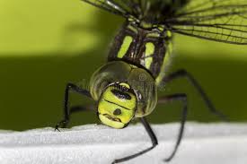 Attēlu rezultāti vaicājumam “Ophiogomphus cecilia”