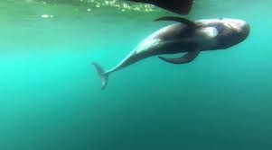 Image result for Globicephala melas