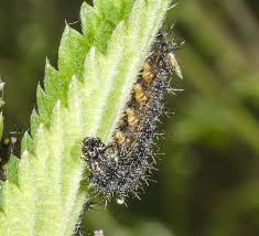 Attēlu rezultāti vaicājumam “Araschnia levana larva”